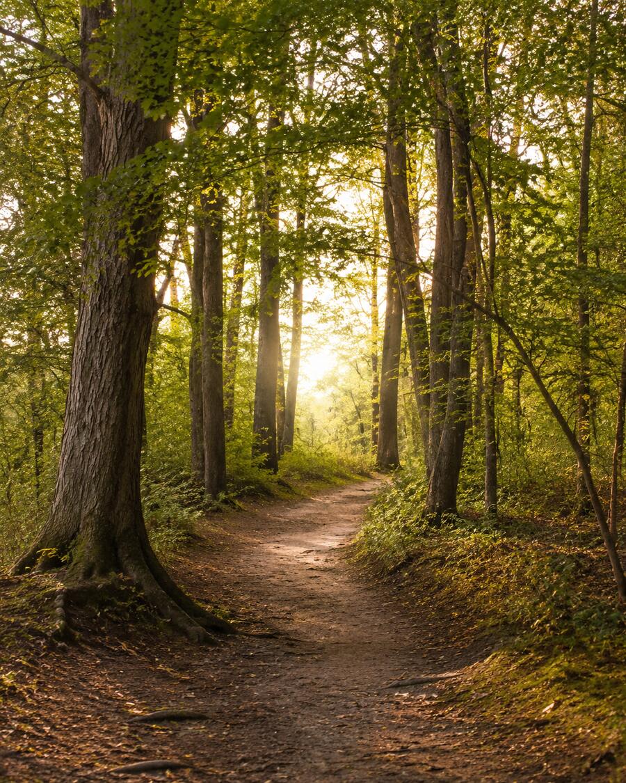 A sunlit woodland path beneath mature, deeply rooted trees